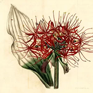 Blood lily, Scadoxus multiflorus