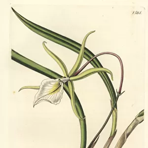 Brassavola perrinii orchid