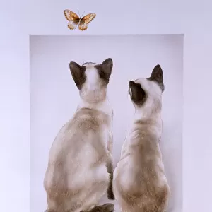 Two Cats and a butterfly
