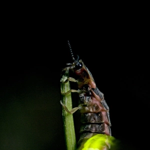 Common Glow-worm - female - climbed on top of a