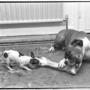 Two dogs sharing a large bone