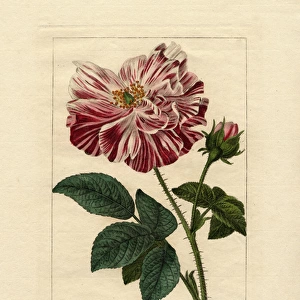 El Juin, Provence rose, Rosa gallica var