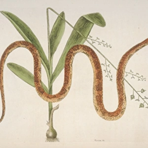 Elaphe guttata, corn snake