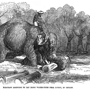 Elephant lays water pipes, 1856