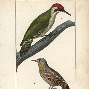 European green woodpecker, Picus viridis