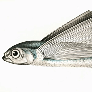 Exocoetus exiliens, or Greater Flying Fish