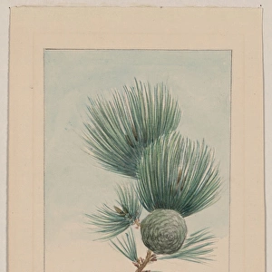 Gayo matsu pine