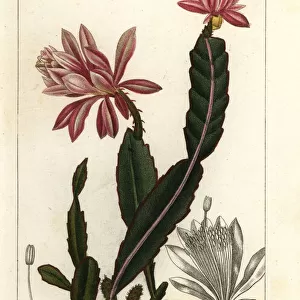 German empress cactus, Disocactus phyllanthoides
