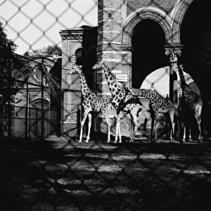 Giraffes at Berlin Zoo