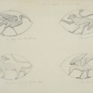 Ibis, monkey, common genet and crow design