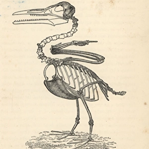 Ichthyornis dispar skeleton