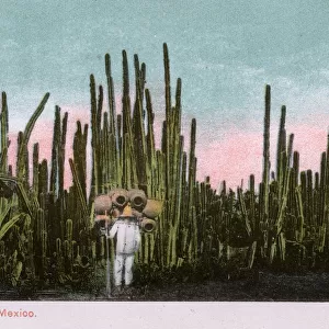 Impressive Tall Cactus Grove and pot seller - Mexico