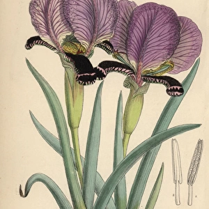 Iris paradoxa, purple iris native of the Caucasus