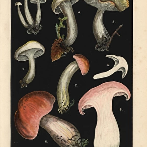 Ivory waxy cap, Hygrophorus eburneus and Hygrophorus