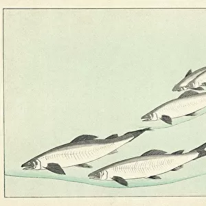 Japanese / Salmon