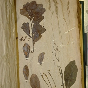 John Lawson plant specimen