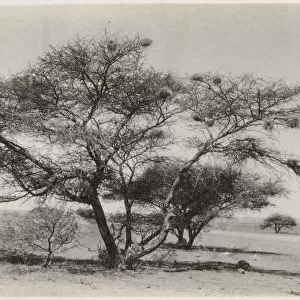 Kimberley, South Africa - Marula Tree Date: circa 1920s