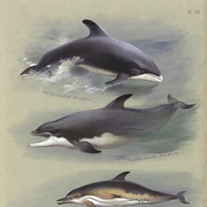 Lagenorhynchus albirostris, Delphinus delphis & Tursiops tru