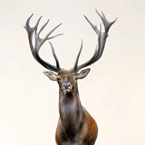 A Large Red Deer stag