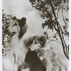 Lassie and Laddie - Movie star dogs