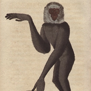 Long-armed ape or gibbon, Hylobates species
