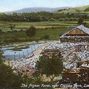 Los Angeles Pigeon Farm, Elysian Park, California