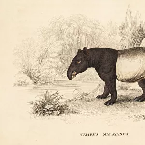 Malayan tapir, Tapirus indicus. Endangered
