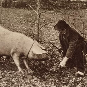 A man and his pig, looking for truffles. Date: circa 1900