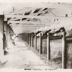 Military stables, Blida, Algeria, North Africa