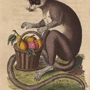 Mongooz or mongoose with a basket of ripe fruit