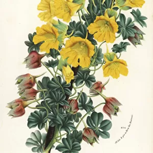 Nasturtium variety, Tropaeolum polyphyllum