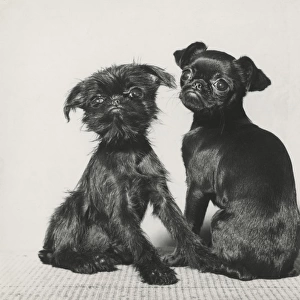 Two Pekingese puppies