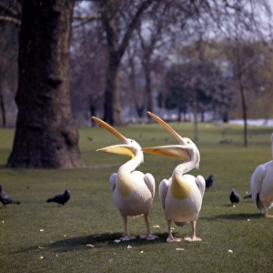 Two pelicans in a park