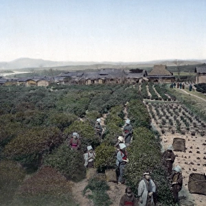Picking tea, Japan, circa 1880s