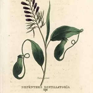 Pitcher plant, Nepenthes distillatoria, native