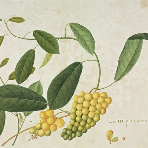 Plant illustration from the Reeves collections