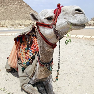 Portrait of a camel in Cairo, Egypt