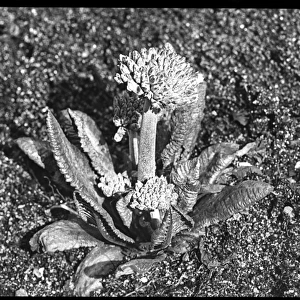Primula Denticulata (Drumstick or Himalayan Primrose)