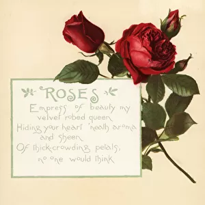 Rose, Rosa centifolia, and calligraphic poem