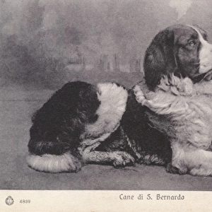 Saint Bernard Dog
