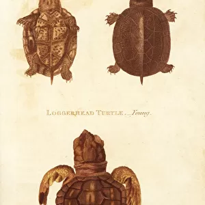 Scorpion mud turtle and endangered loggerhead sea turtle