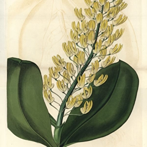 Shewy dendrobium orchid, Dendrobium speciosum