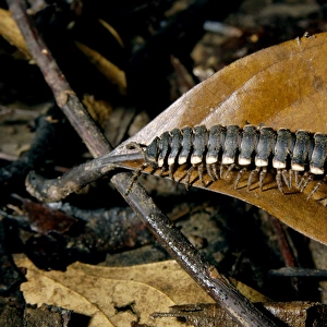 Tractor millipede on lowland rainforest floor