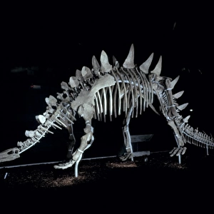Tuojiangosaurus
