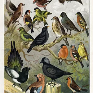 Various bird species
