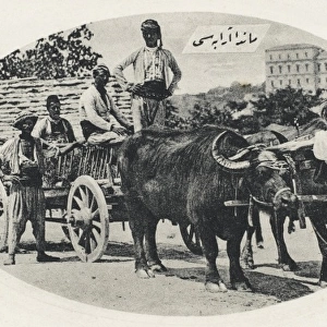Water Buffalo pulling a wagon - Constantinople, Turkey