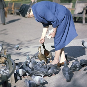 Woman in St Jamess Park with pigeons and ducks