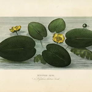 Yellow water-lily, Nuphar lutea