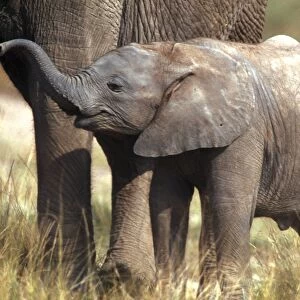African Elephant - young standing by adult Aboseli National Park, Kenya, Africa