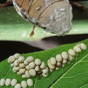Ailanthus / Cynthia Silkmoth - female laying its eggs on a Tree-of-heaven's leave. South East Asia, acclimatized in France